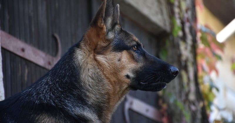 Warum dein Hund im Schlaf bellt: Ursachen und was du tun kannst