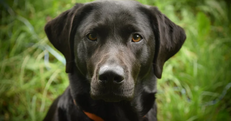 Was träumen Hunde, wenn sie bellen und zucken?