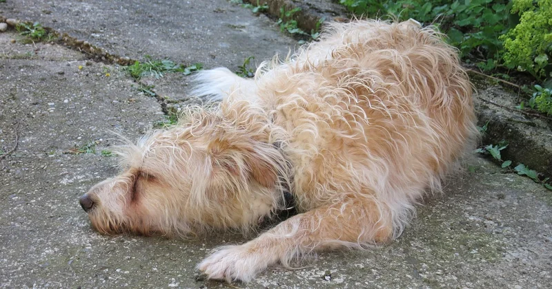 Warum bellt mein Hund im Schlaf? Die einfache Antwort