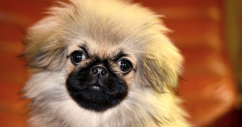Wie lange ist ein Hund schwanger? Der komplette Überblick