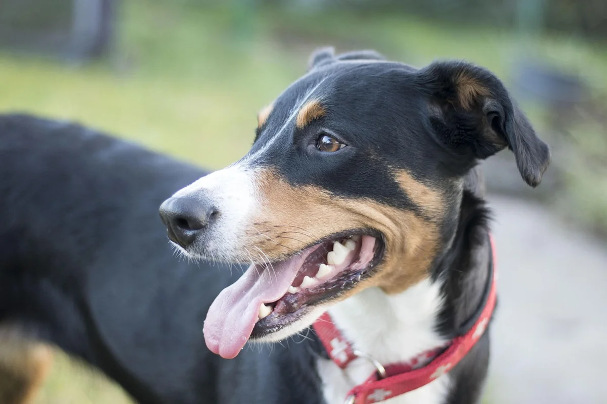 Fazit: Ein Hund für Menschen, die verstehen wollen