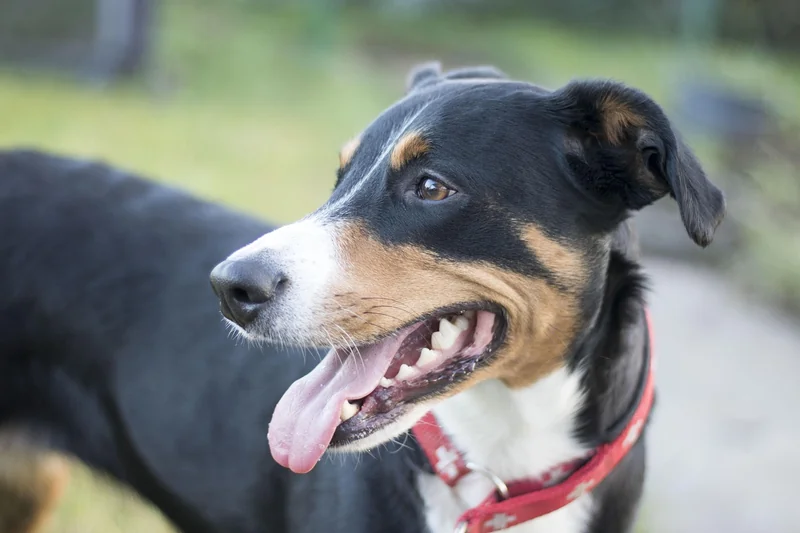 Fazit: Ein Hund für Menschen, die verstehen wollen