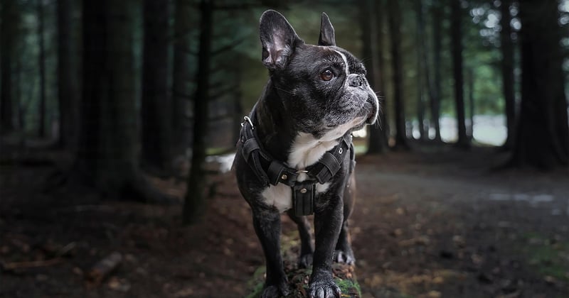 Xoloitzcuintle: Der nackte Hund aus Mexiko im Porträt