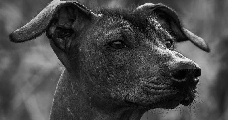 Xoloitzcuintle kaufen: worauf es wirklich ankommt