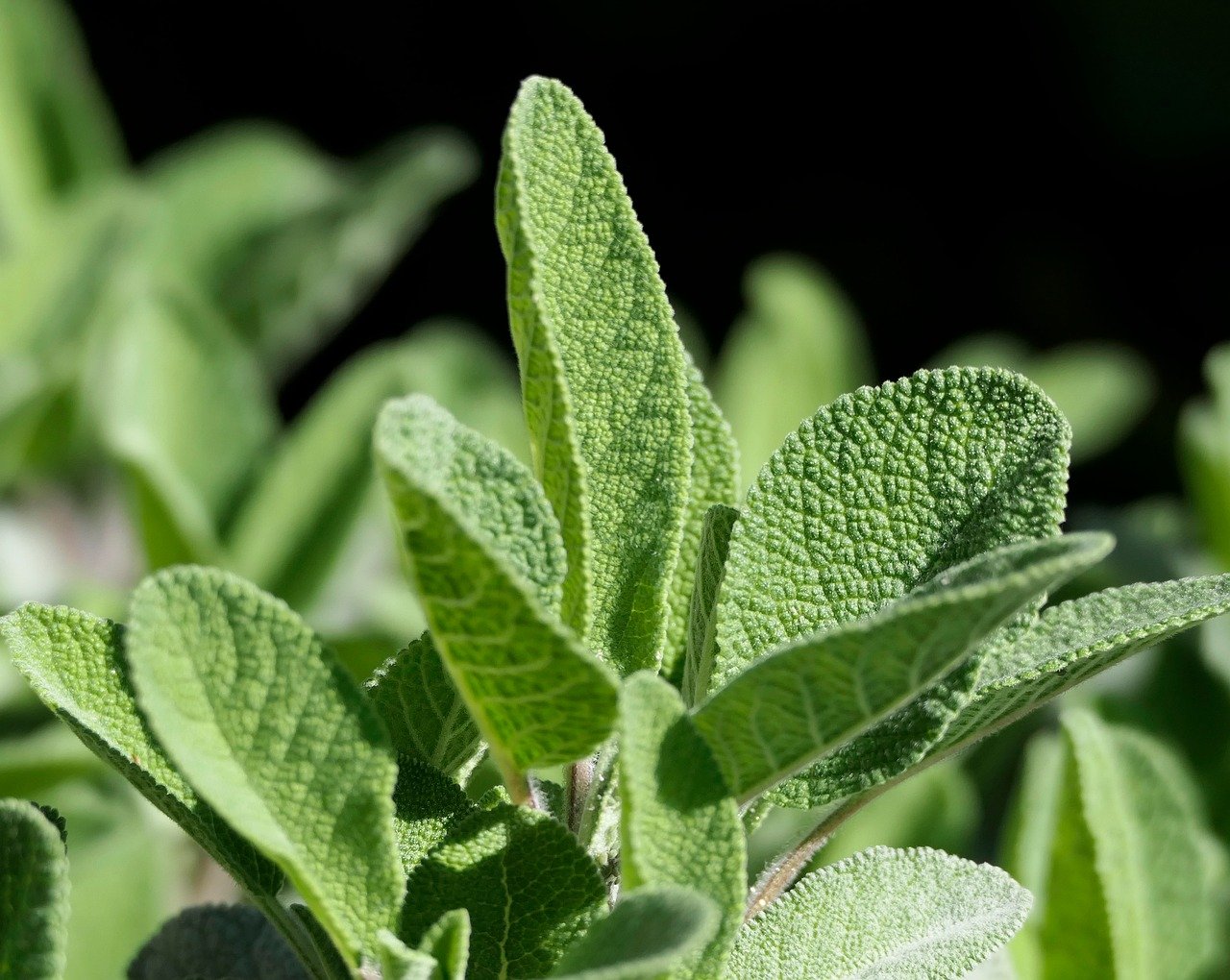entdecken sie entzündungshemmende lebensmittel, die helfen, entzündungen im körper zu reduzieren und das wohlbefinden zu steigern.