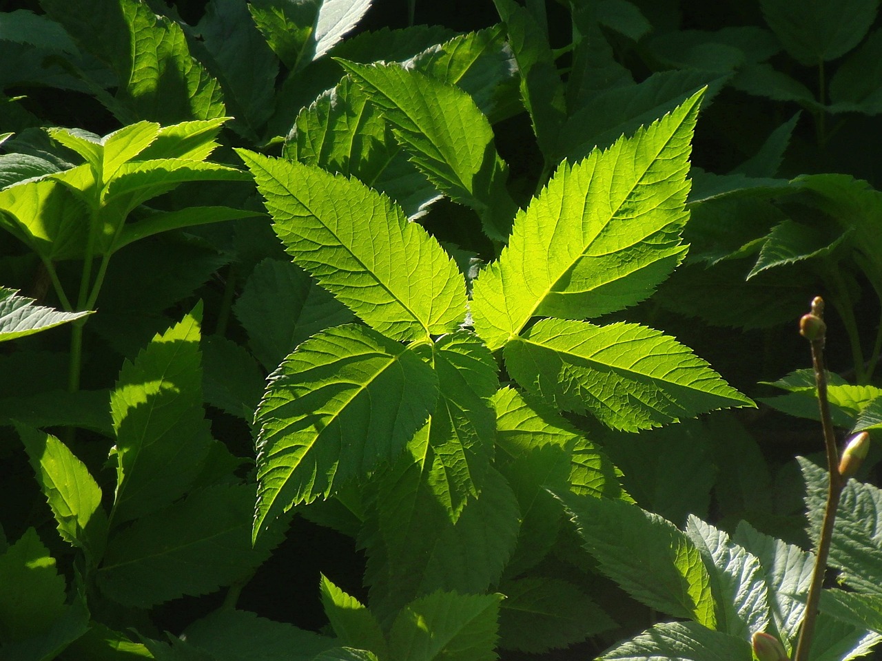 entdecken sie die kraft der wilden kräuter: natürliche heilmittel, vielseitige pflanzen und wertvolle tipps zur verwendung von wildkräutern in küche und gesundheit.