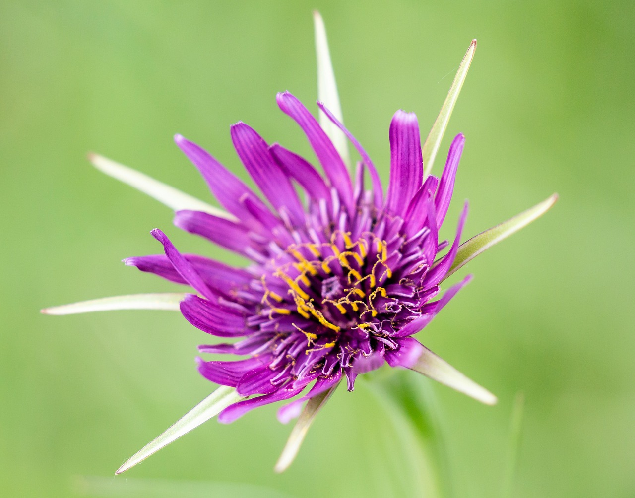 essbare blumen: entdecken sie die vielfalt und den genuss essbarer bl&uuml;ten f&uuml;r kreative rezepte und nat&uuml;rliche dekorationen.