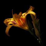 essbare blumen: entdecken sie die vielfalt bl&uuml;hender, essbarer pflanzen zur verwendung in der k&uuml;che und als dekorative zutat f&uuml;r ihre gerichte.